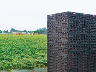 Guidelines for Safe Use of Reusable Containers in Supply Chains